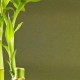 催官运买什么植物(佩戴什么催官运)