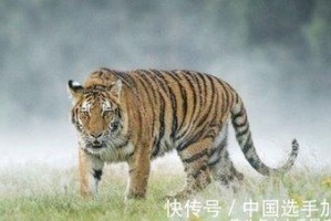 属虎人创业会成功吗 属虎人创业失败怎么办