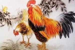 属鸡和属什么合作最好 想发达找谁合作