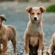 喜欢就行动 绝不会犹豫不决的三个生肖