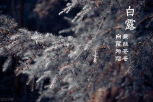 白露的谚语有哪些，有关白露的谚语