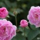 95年属猪女2024年运势 属猪女今年有好运吗