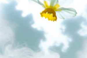 云端水仙花_收藏转发朋友圈