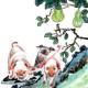 2024年属猪人多少岁？运势好吗