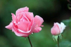 月季花的寓意(月季花的寓意和花语)