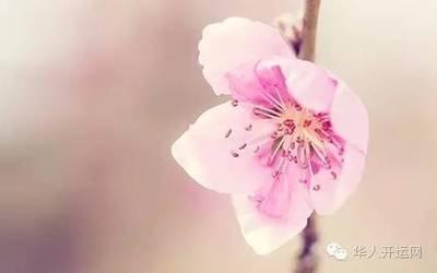 各种角度揭秘为什么我的桃花运不好