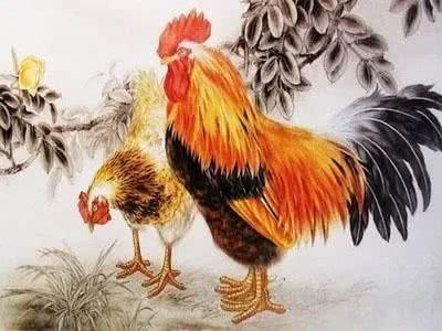属鸡和属什么合作最好 想发达找谁合作