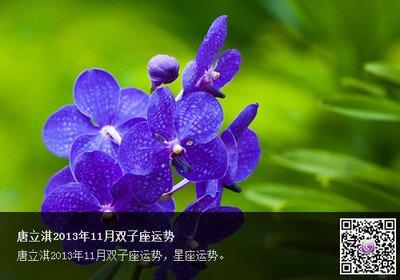唐立淇2024年11月双子座运势