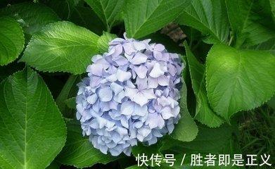 物质生肖女 超级物质的生肖女有哪几个