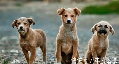 喜欢就行动 绝不会犹豫不决的三个生肖