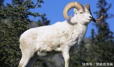 1967年属相:1967年属什么生肖