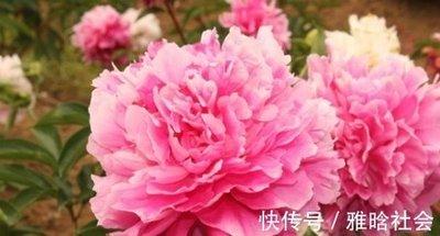 属鸡的男人重感情吗 最重情重义的是谁