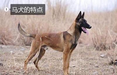 属马的是哪些年份(90年属马的命运)