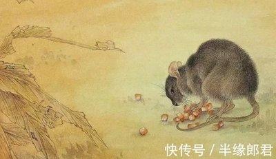农历11月出生属鼠人命好吗不得不看