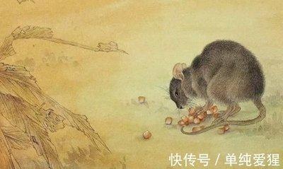 农历11月出生属鼠人命好吗不得不看