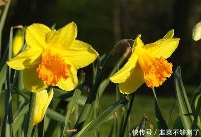 龙年桃花较旺的生肖有哪些 这些人容易脱单