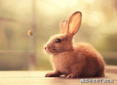 生肖心理承受能力 心理承受能力强的生肖是什么