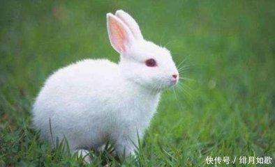 女人属兔命运如何 属兔女一生命运解读