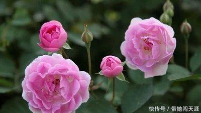 95年属猪女2024年运势 属猪女今年有好运吗