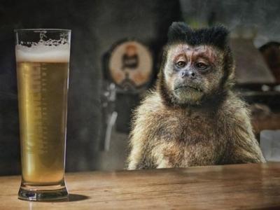 猜生肖喜欢喝酒的动物 盘点爱喝酒的生肖