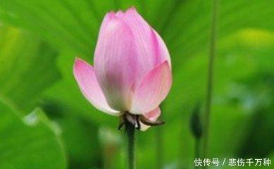 1981年6月26日下午13-15点出生性格、运势和命运